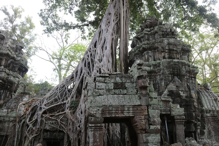 Ancient ruins overgrown with tree roots.