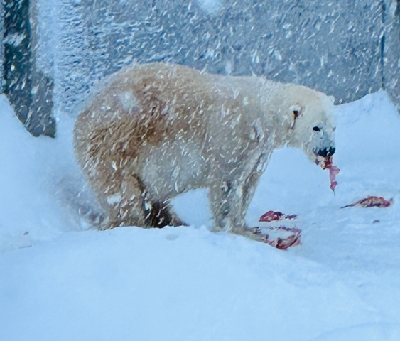 Polar bear eating in snowy conditions.