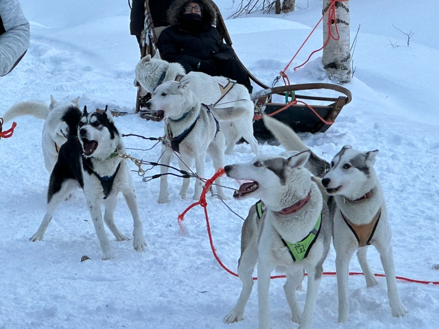 Group of sled dogs ready for a ride in the snow.
