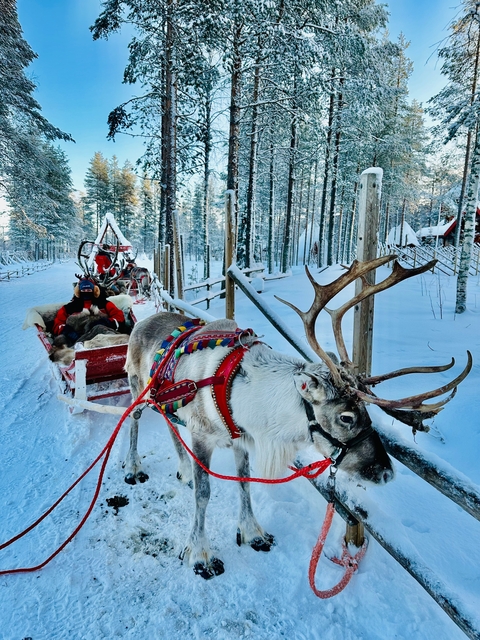      Reindeer pulling a sled with people in a snowy forest.
  