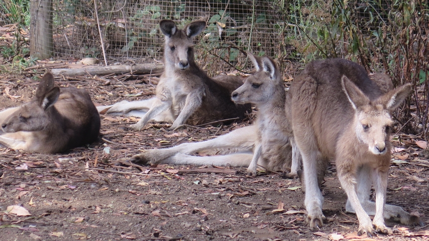Group of kangaroos lounging on the ground in a fenced area.