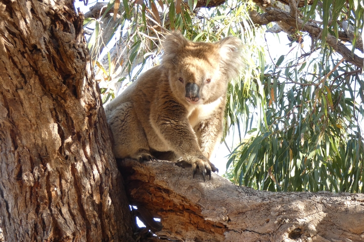 Koala sitting on a tree branch.