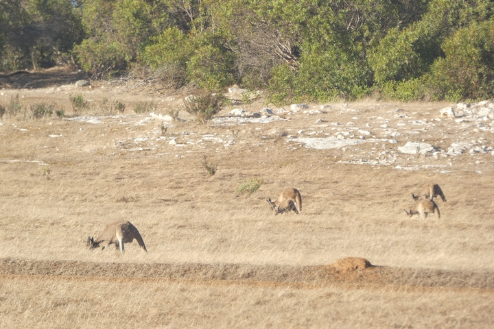 Kangaroos grazing in a dry field.