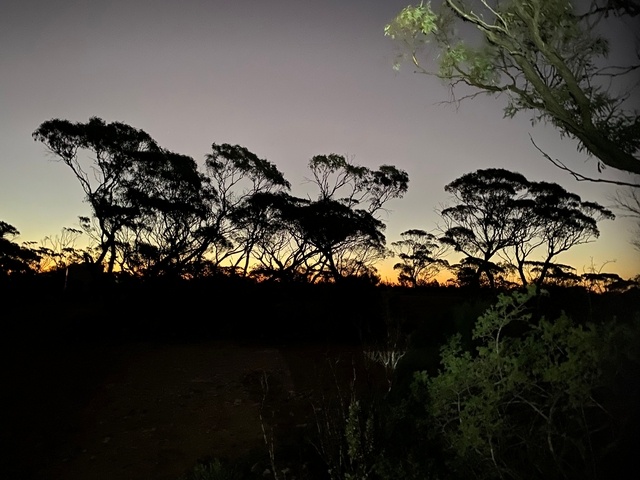 Silhouette of trees during sunset.
