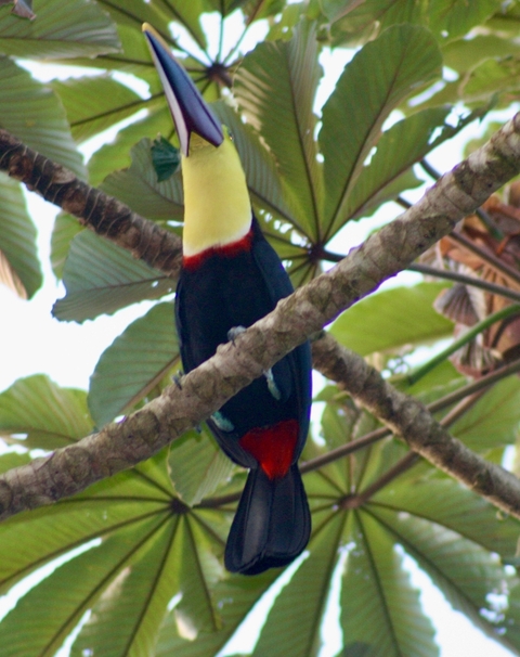       Colorful toucan perched on a tree branch.
  