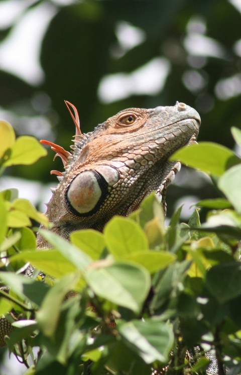       Close-up of a lizard among green leaves.
  