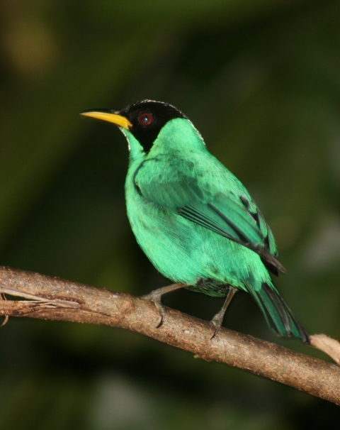      Vibrant green bird perched on a branch.
  