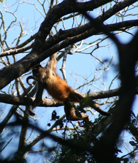       Spider monkey hanging from a tree branch.
  