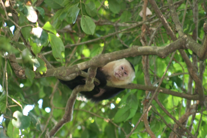       White-faced capuchin monkey resting on a tree.
  