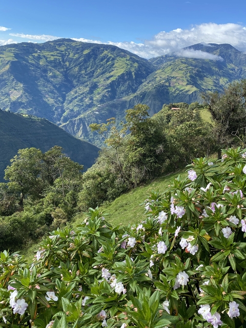 Verdant valley with hills and flowering plants.
