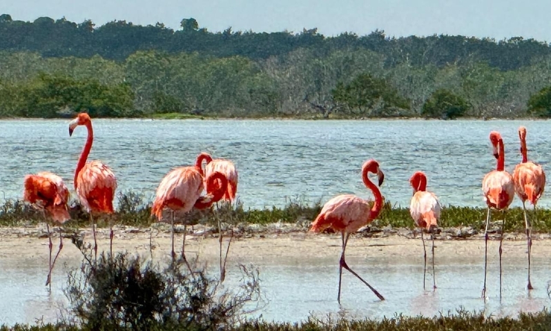       Group of flamingos standing in a shallow body of water with vegetation.
  