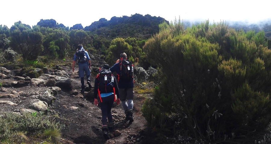 Hikers traversing a rocky path with green bushes.