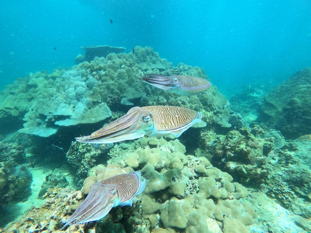 Cuttlefish swimming over a coral reef.