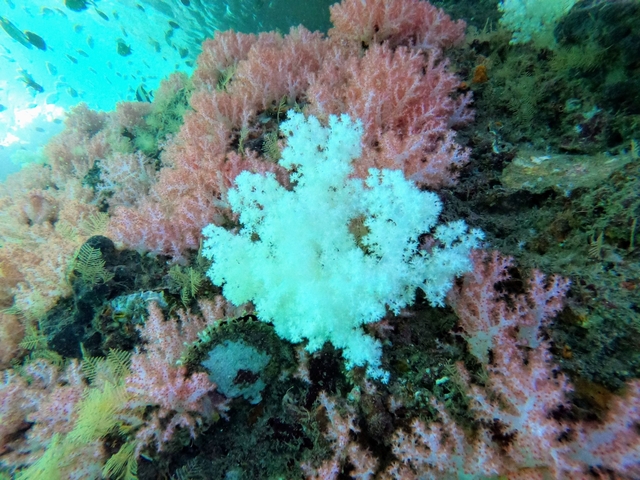       Coral reef with colorful sea life.
  