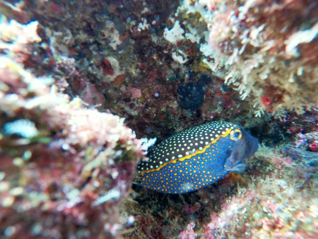       Spotted fish among colorful underwater rocks.
  