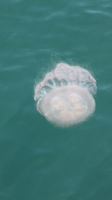 Jellyfish pulsating near the surface of the water.