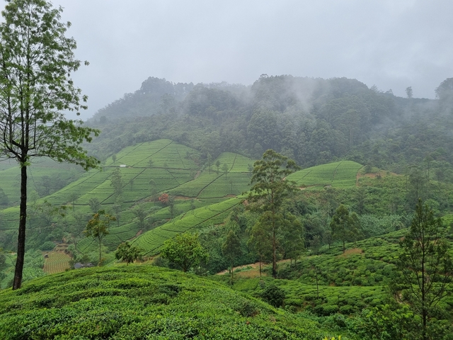       Lush terraced landscape with misty mountains in the background.
  