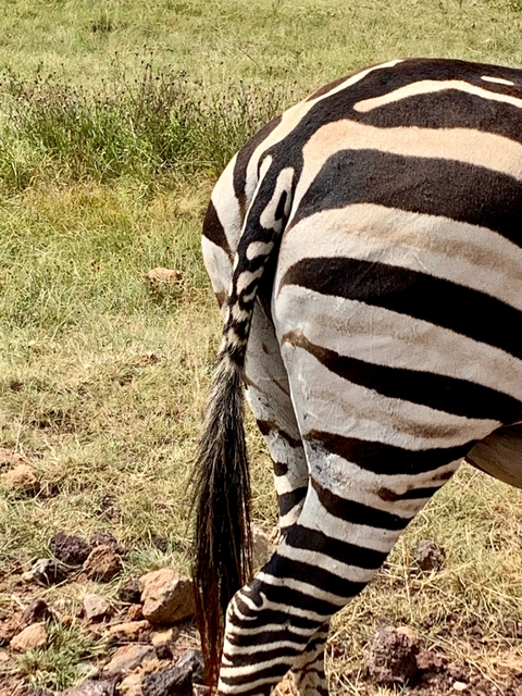       Close-up of a zebra's striped backside.
  