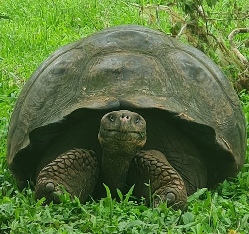 Close-up of a large tortoise on grass.