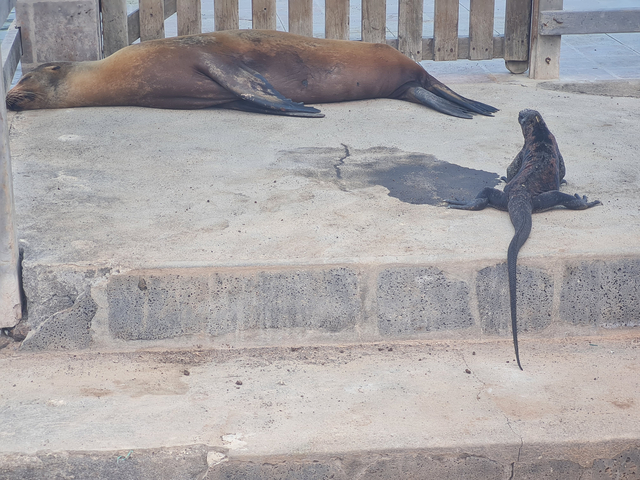 Iguana and seal lion resting on the concrete.