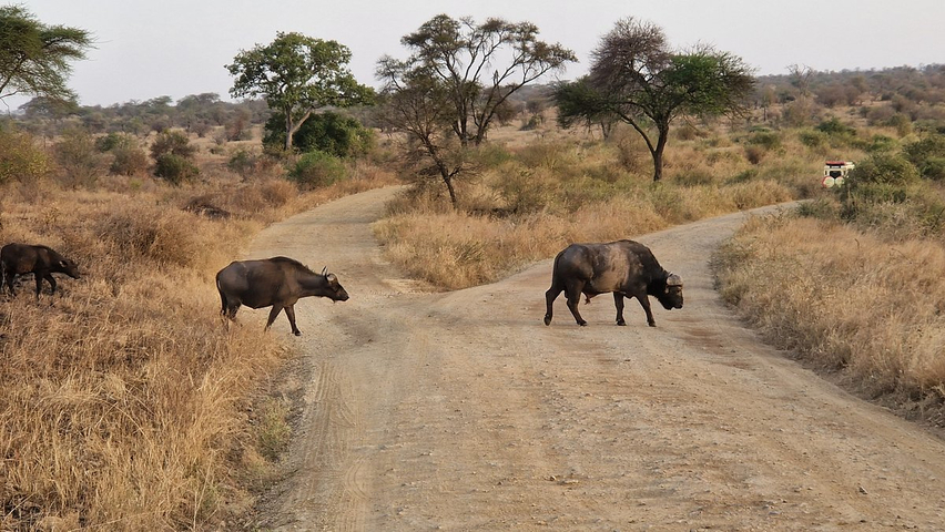 Buffaloes crossing a dirt road in a savannah landscape.
