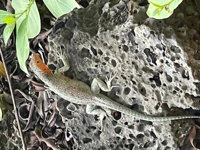       Lizard on a rock with a reddish neck.
  
