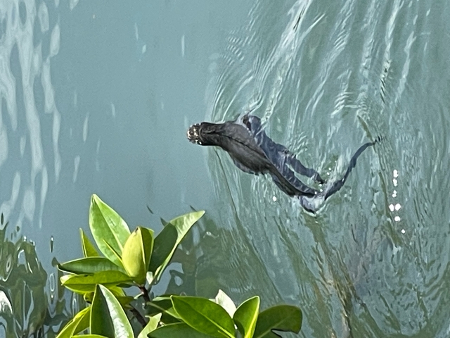       Marine iguana swimming near leaves in water.
  