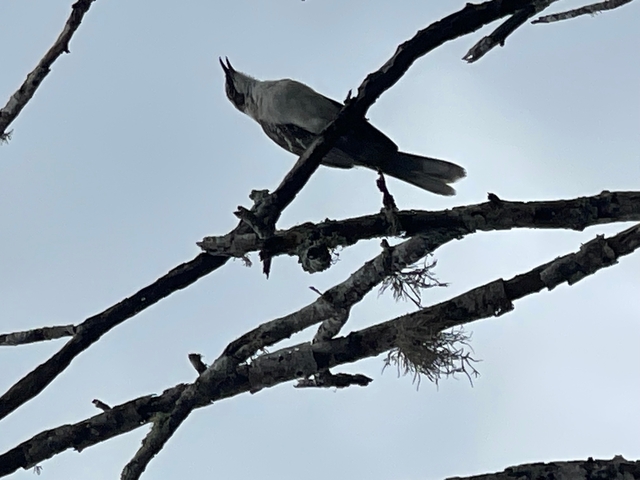       Bird perched on branch against cloudy sky.
  