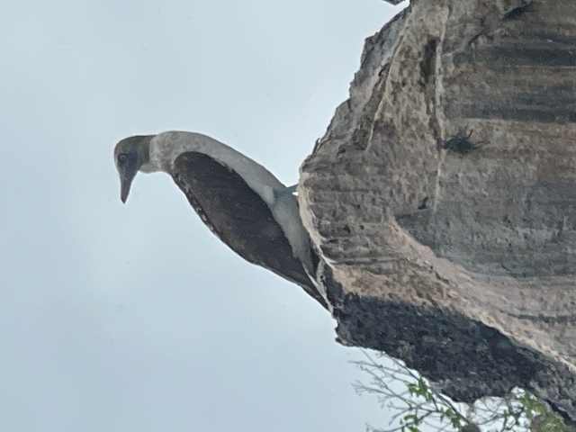       Bird perched on a cliff face looking downwards.
  