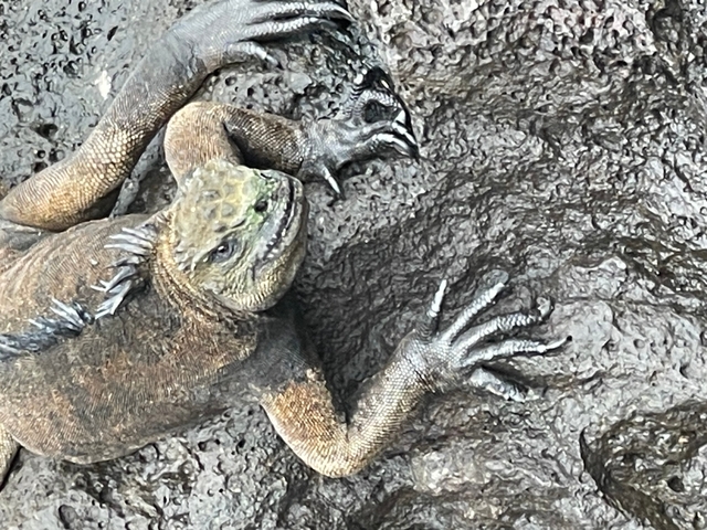       Marine iguana on rock with visible claws.
  
