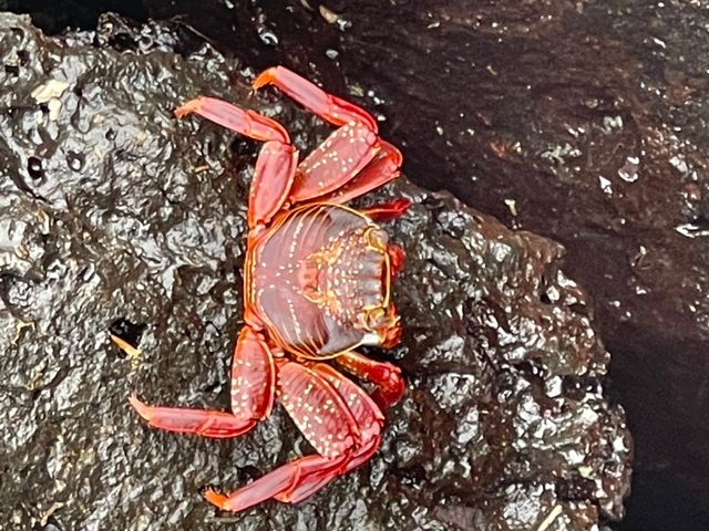       Bright red crab on rocky surface.
  