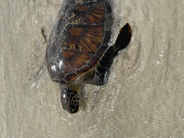       A sea turtle on the shore.
  