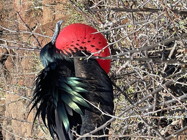       A frigate bird with an inflated red throat pouch.
  