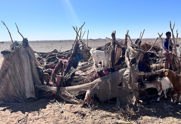 A rustic shelter with goats and people in a desert-like landscape.