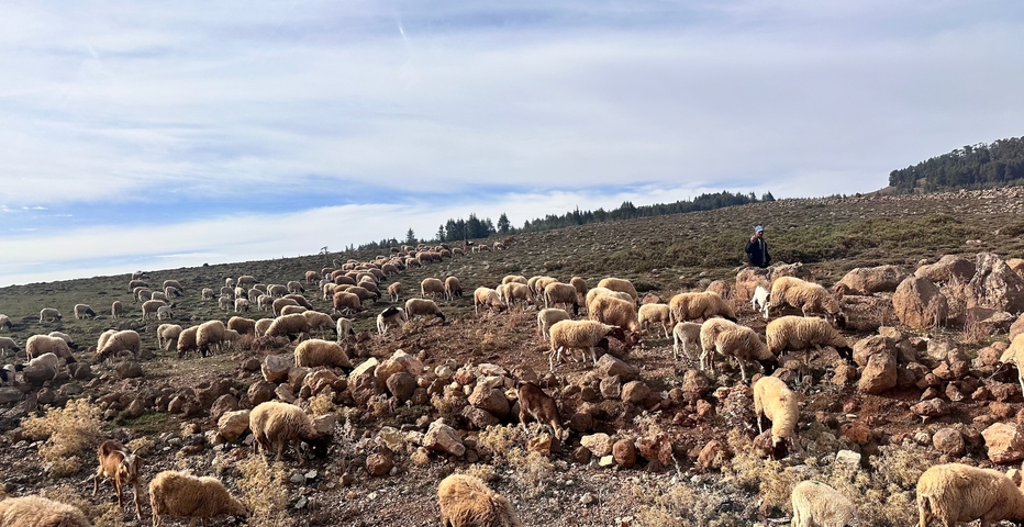 A shepherd with a herd of sheep on a grassy rocky hill.