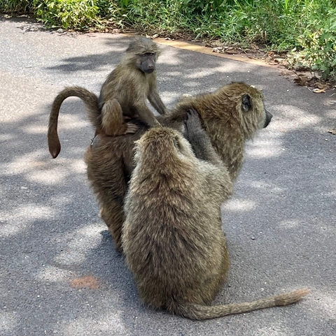 Baboons huddled together on a road.