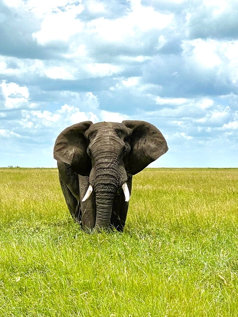 Elephant standing in the open grasslands.