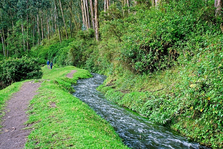 Stream flowing through lush green vegetation.