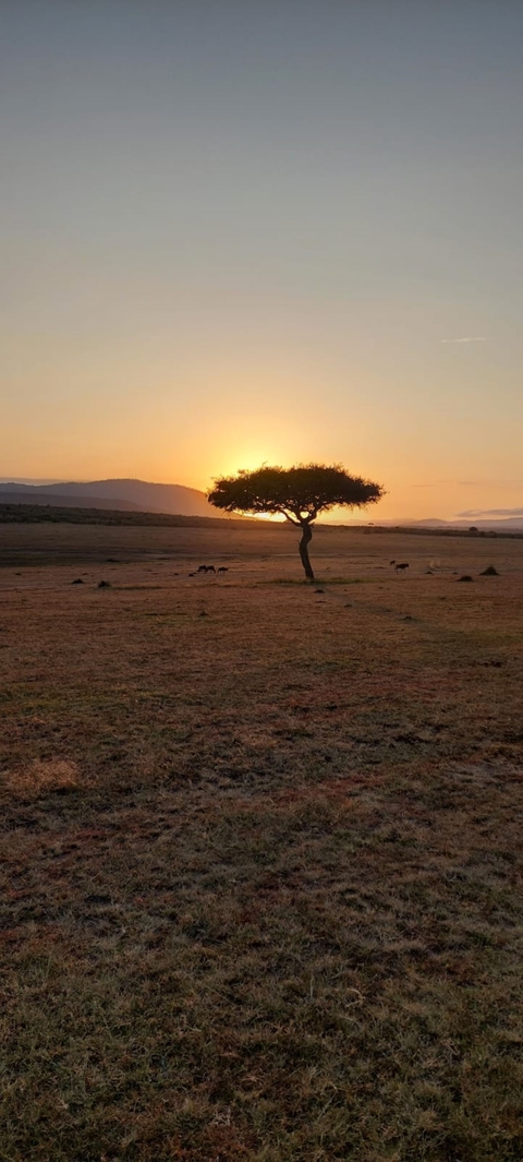       A lone tree silhouetted against a sunset on the savannah.
  