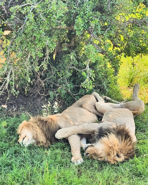 Two lions resting under a tree in a grassy area.