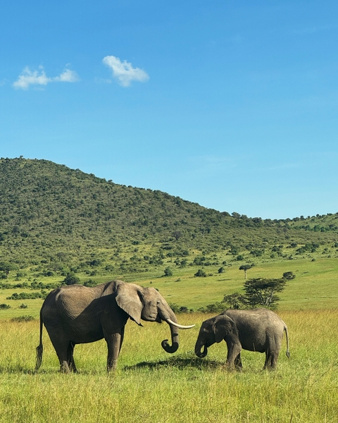       An elephant grazing in a wide-open grassy savanna with hills in the background.
  