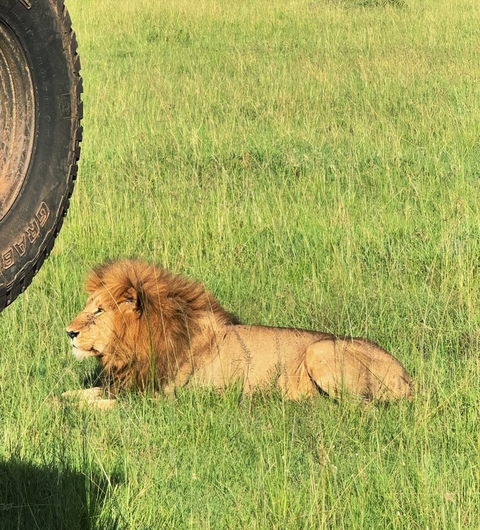 A lion lying in the grass near a vehicle tire.