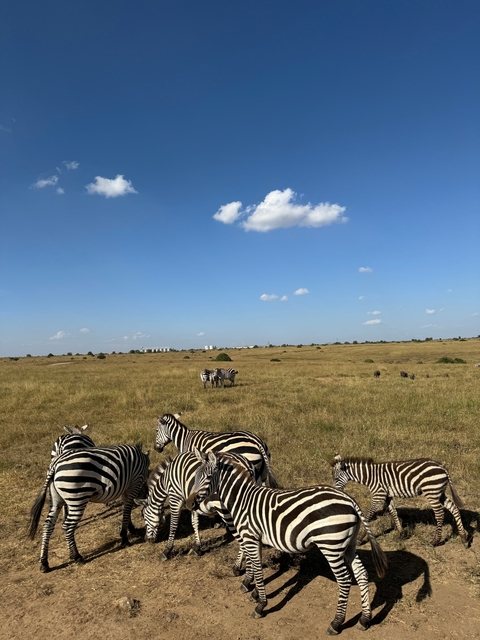       Zebras grazing in a wide-open field under a blue sky.
  
