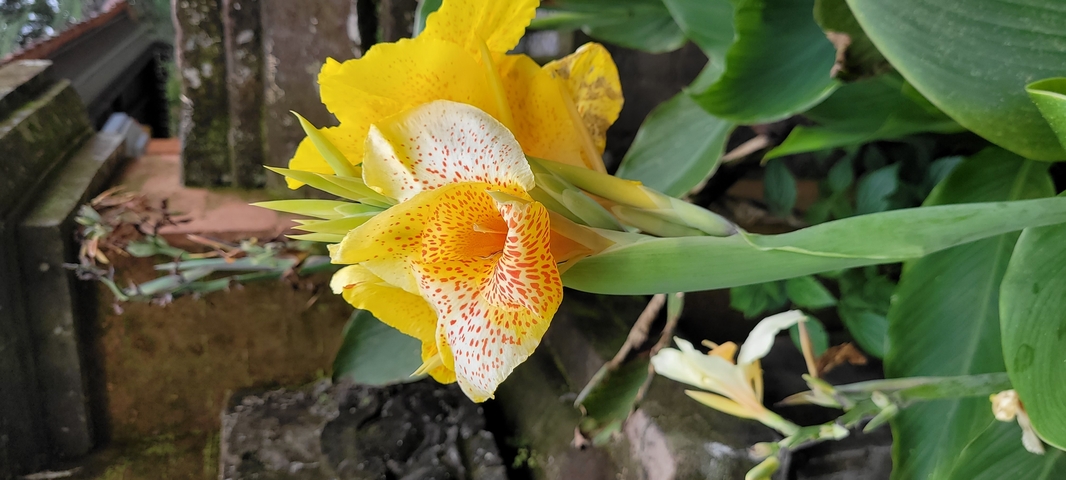 A close-up of a yellow flower with spotted petals.