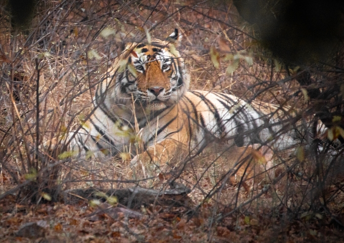 Tiger in a forested area.
