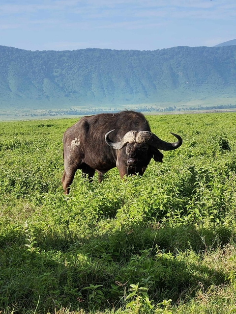 Buffalo grazing in lush greenery.