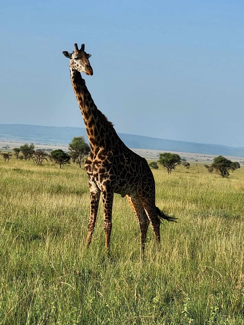 Giraffe standing in open grasslands.