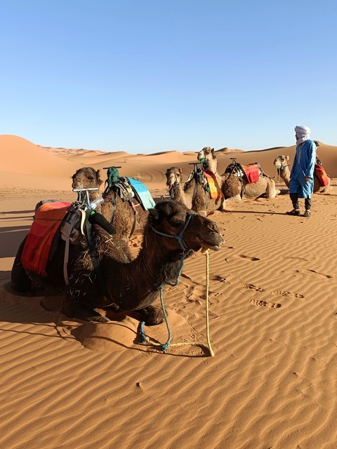       Multiple camels resting in the desert with a person standing nearby.
  