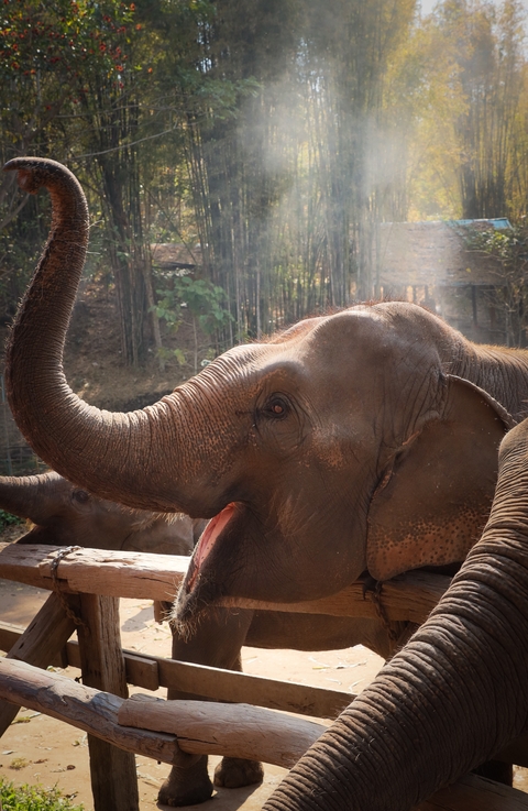       Elephant with raised trunk in a natural setting
  