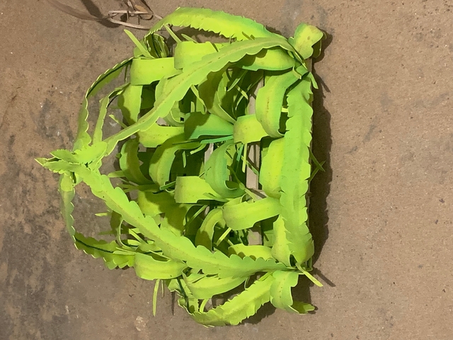 Green woven object possibly made of palm leaves.